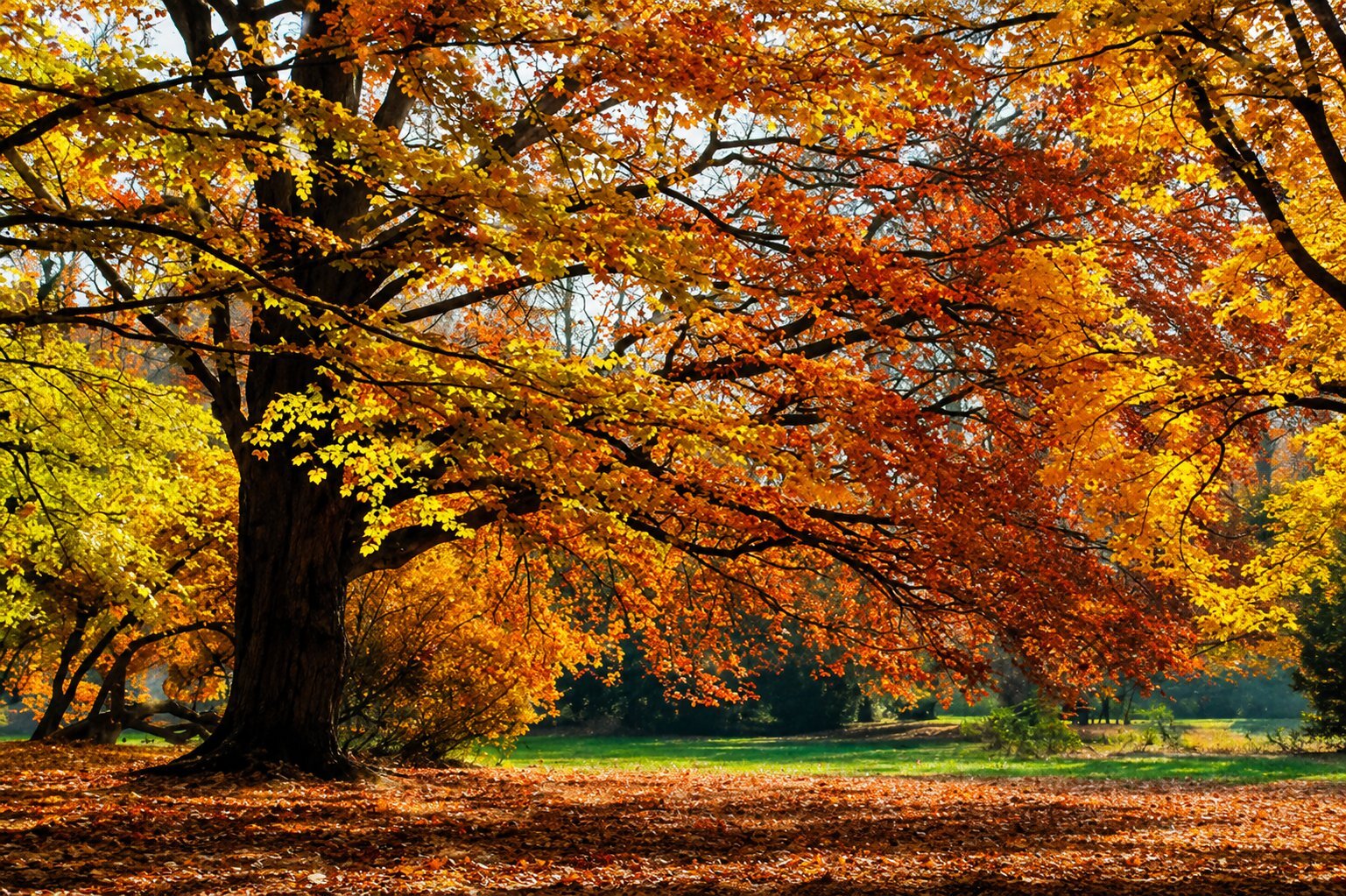 parc orangerie automne strasbourg:.jpg